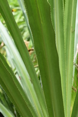 green leaf with water drops