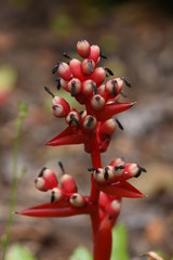 red berries of viburnum on a branch