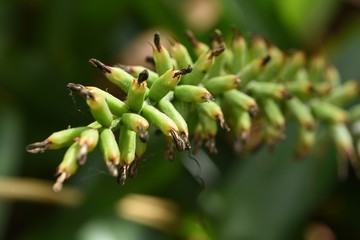 branch of a tree