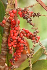 red berries on a branch