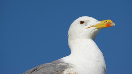 Yellow-legged Gull Head Detail