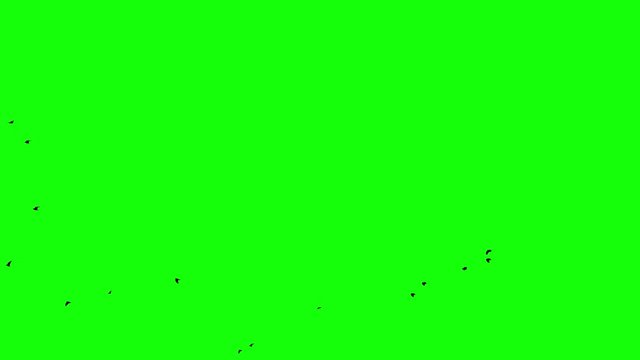 Flight of a black raven crow on a green background stin flow of the crowd Chromakey footge Clear in and out of Black birds appearing