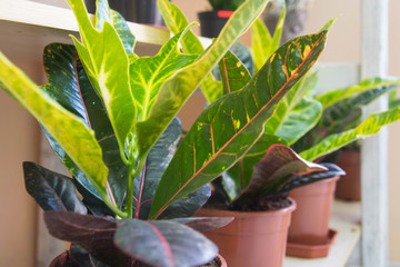 Croton or Puring (Codiaeum variegatum) - beautiful home plant. Striped leaves plant, garden ornamental plant, plants in pot in flowershop © Len0r