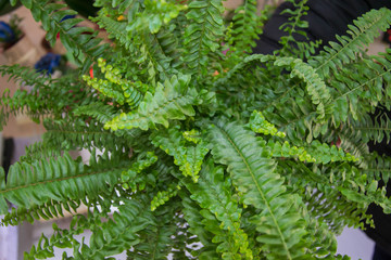 Nephrolepis exaltata - The Sword Fern - Big green leaves of fern in a pot in flower shop, greenhouse. Tropical forest plant
