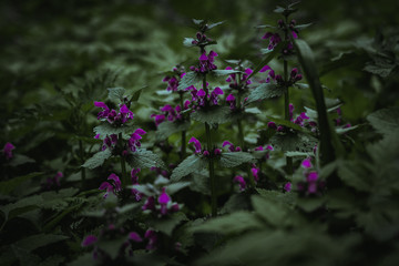 Obraz premium green plants in the forest 