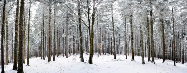panoramic landscape with decidous forest in winter