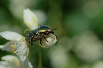 bettle on flower