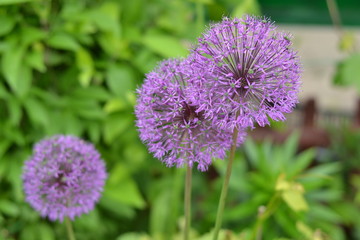 flower, purple, allium, garden, nature,   onion, green, spring, pink, bloom, summer, flora, flowers, blossom, herb, chives, macro,   beautiful,   field, beauty, botany, closeup
