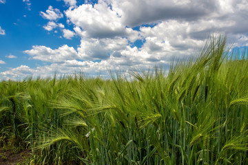 Green spikelets of wheat against a background of blue sky and cumulus clouds