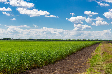 Fototapeta na wymiar ield of green wheat under blue sky and white clouds
