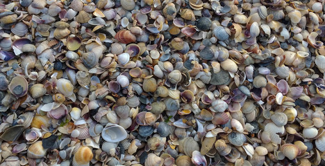 wide chaotic sea shell background