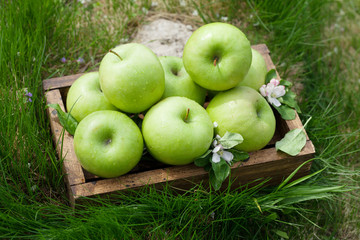 Fresh garden green apples in box