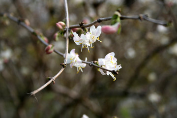 British hawthorn blossom, cherryy flowers on branches, spring blossom