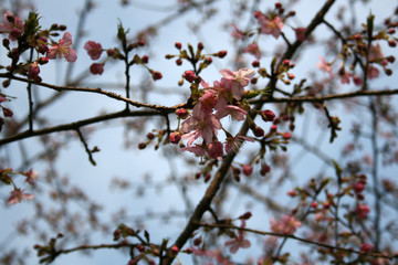 British hawthorn blossom, cherryy flowers on branches, spring blossom