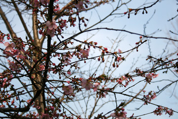 British hawthorn blossom, cherryy flowers on branches, spring blossom