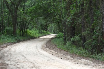 Dirt lane winding through a southern pine and oak forest.