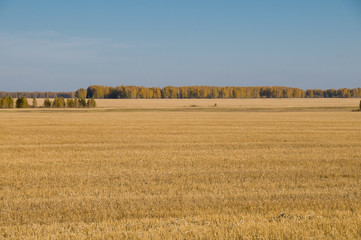 Oblique wheat field with bare-leafed sky and autumn forest.