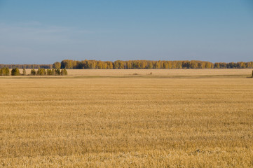 Fototapeta premium Oblique wheat field with bare-leafed sky and autumn forest.