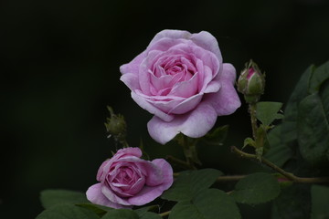 Blossoming bush of a tea rose.