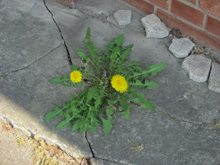 yellow blooming dandelions in the crack of concrete