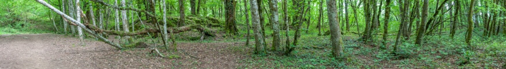 Fototapeta premium panorama de la forêt 