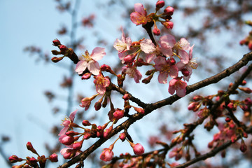 British hawthorn blossom, cherryy flowers on branches, spring blossom