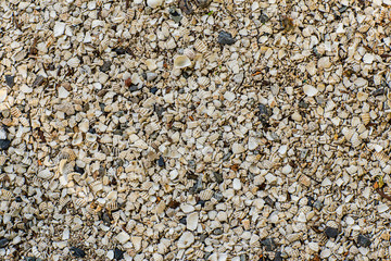 Background of small shells on the sea shore. Various small shell yard texture on the beach. background texture sea sand with shells and small stones .