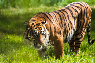 Naklejka na ściany i meble A Sumatran Tiger, which originally inhabits the Indonesian island of Sumatra. It was classified as critically endangered by IUCN in 2008.