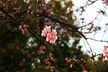 British hawthorn blossom, cherryy flowers on branches, spring blossom