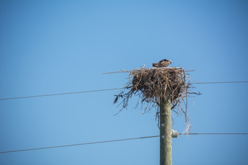 Close Up of Hawk Living in a Nest Built on the Top of an Electricity Pole