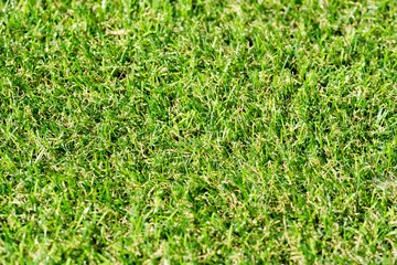 background of green grass
