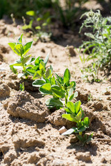 young plants in the garden