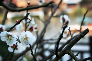 British hawthorn blossom, cherryy flowers on branches, spring blossom