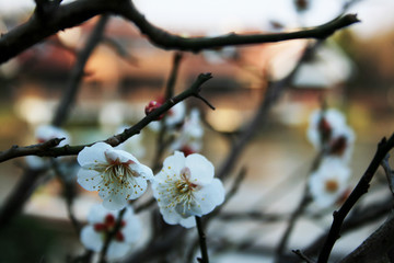 British hawthorn blossom, cherryy flowers on branches, spring blossom