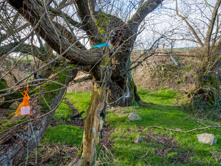 Fototapeta premium One of the beginning springs of the River Kennet at it's source at Swallowhead Spring near Avebury, Wiltshire, UK
