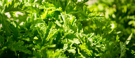 background of green leaves