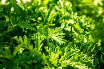 background of green leaves