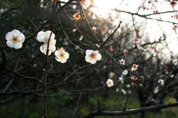 British hawthorn blossom, cherryy flowers on branches, spring blossom