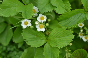  flower, nature, garden, strawberry, summer, green, flowers, blossom, spring, flora, bloom, beauty, blooming, petal, beautiful, floral, color, colorful