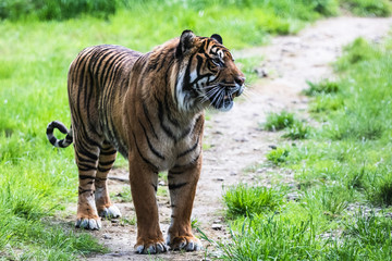 A Sumatran Tiger, which originally inhabits the Indonesian island of Sumatra. It was classified as critically endangered by IUCN in 2008.