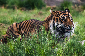 Fototapeta premium Close up of a Sumatran Tiger, which originally inhabits the Indonesian island of Sumatra. It was classified as critically endangered by IUCN in 2008.