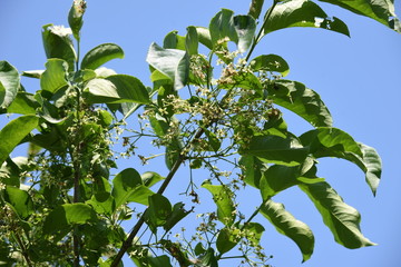 Spindle tree flowers (Euonymus hamiltonianus)