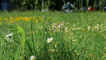 Blume vor einer Statue