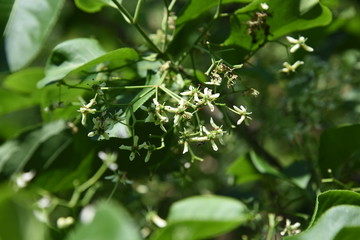 Spindle tree flowers (Euonymus hamiltonianus)