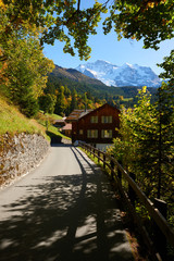 Fototapeta na wymiar Jungfrau mountain view among the trees from the street of Wengen village in Switzerland.