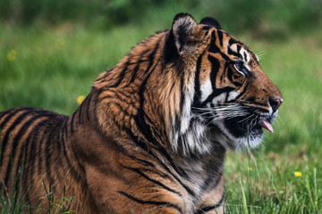 Close up of a Sumatran Tiger, which originally inhabits the Indonesian island of Sumatra. It was classified as critically endangered by IUCN in 2008.
