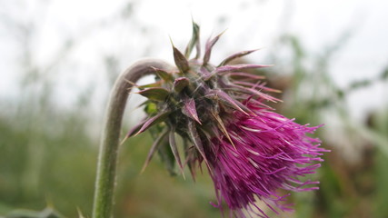 Distel