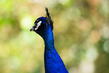 Indian Peafowl, one of the animals to best combine elegance with lifestyle in the wild. Males, called Peacocks, are electric blue and green in color and can stretch up to 115cm in length.