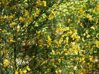 Genêt à balais (Cytisus scoparius), inflorescence printanière aux nombreuses fleurs jaunes sur des tiges ramifiées souples aux petites feuilles trifoliées vertes 