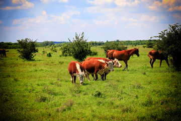 Naklejka na ściany i meble Free and happy cows are resting and lying on a green pasture